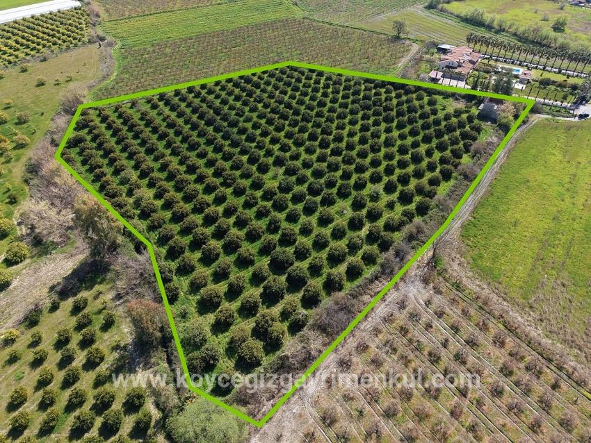 Weinberg & Garten Zu Verkaufen in Dalyan Bz. Ortaca - Weinberg & Garten-Zonierung - 17.550 m²