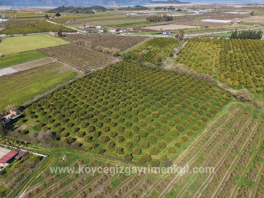 Weinberg & Garten Zu Verkaufen in Dalyan Bz. Ortaca - Weinberg & Garten-Zonierung - 17.550 m²