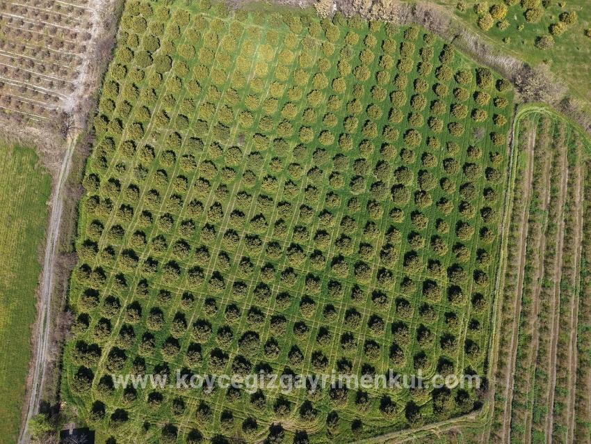 Weinberg & Garten Zu Verkaufen in Dalyan Bz. Ortaca - Weinberg & Garten-Zonierung - 17.550 m²