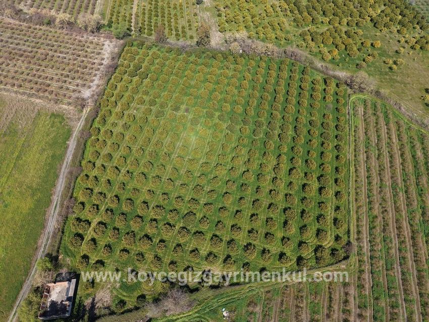 Weinberg & Garten Zu Verkaufen in Dalyan Bz. Ortaca - Weinberg & Garten-Zonierung - 17.550 m²