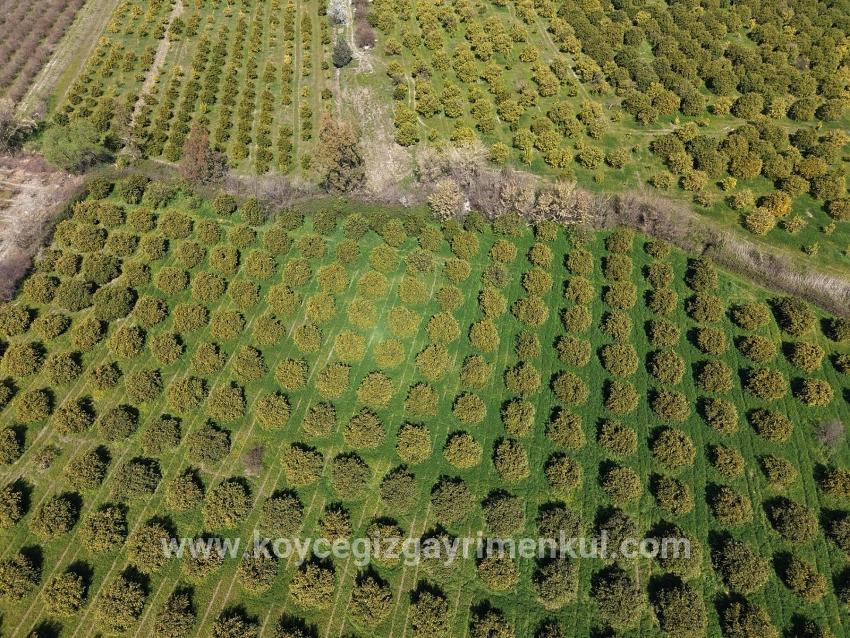 Weinberg & Garten Zu Verkaufen in Dalyan Bz. Ortaca - Weinberg & Garten-Zonierung - 17.550 m²