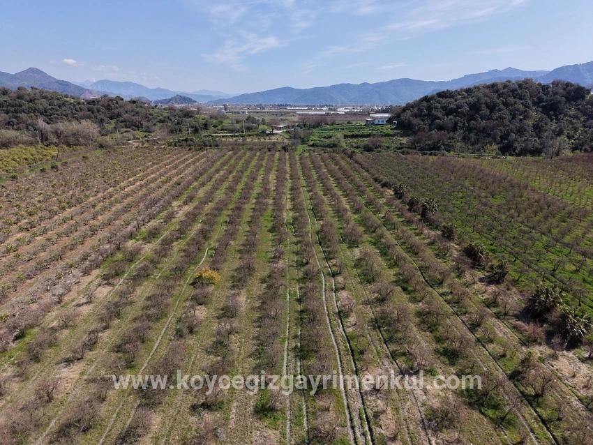 Feld Zu Verkaufen in Eskiköy Bz. Ortaca - Feld-Zonierung - 16.710 m²