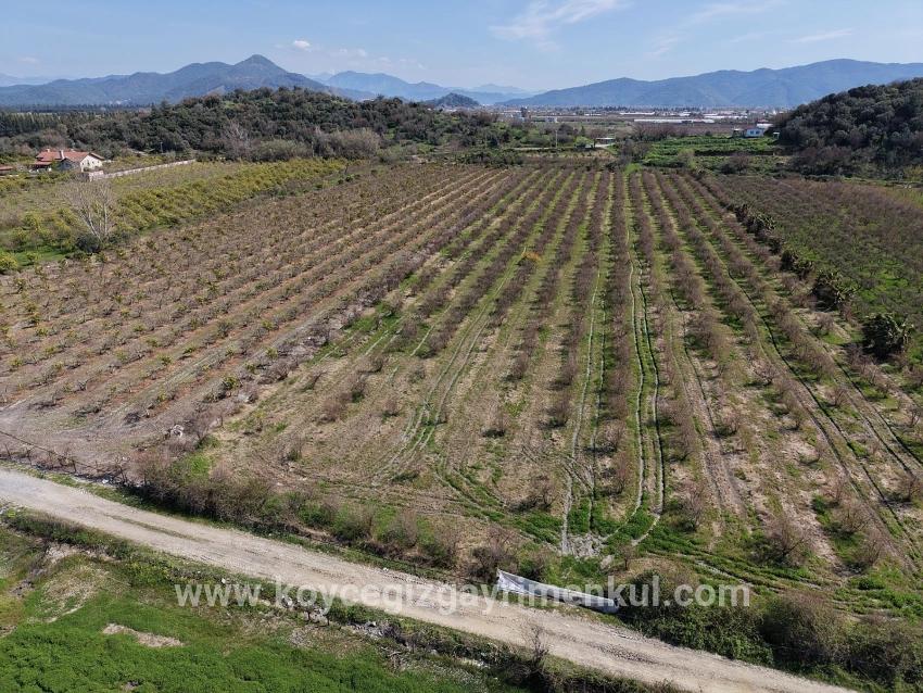 Feld Zu Verkaufen in Eskiköy Bz. Ortaca - Feld-Zonierung - 16.710 m²