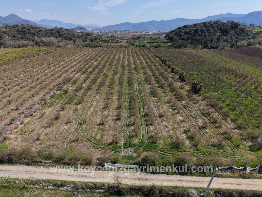 Feld Zu Verkaufen in Eskiköy Bz. Ortaca - Feld-Zonierung - 16.710 m²