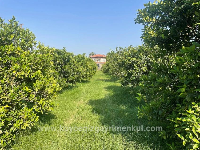 Land Zu Verkaufen in Dalyan Bz. Ortaca - Gehäuse-Zonierung - 722 m²