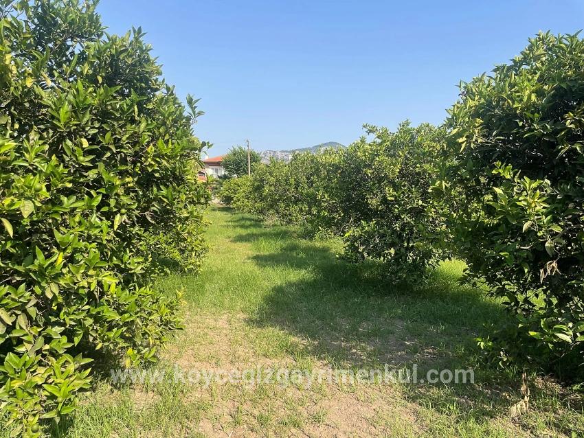 Land Zu Verkaufen in Dalyan Bz. Ortaca - Gehäuse-Zonierung - 722 m²