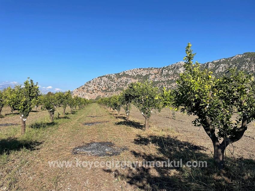 Feld Zu Verkaufen in Dalyan Bz. Ortaca - Feld-Zonierung - 6.600 m²