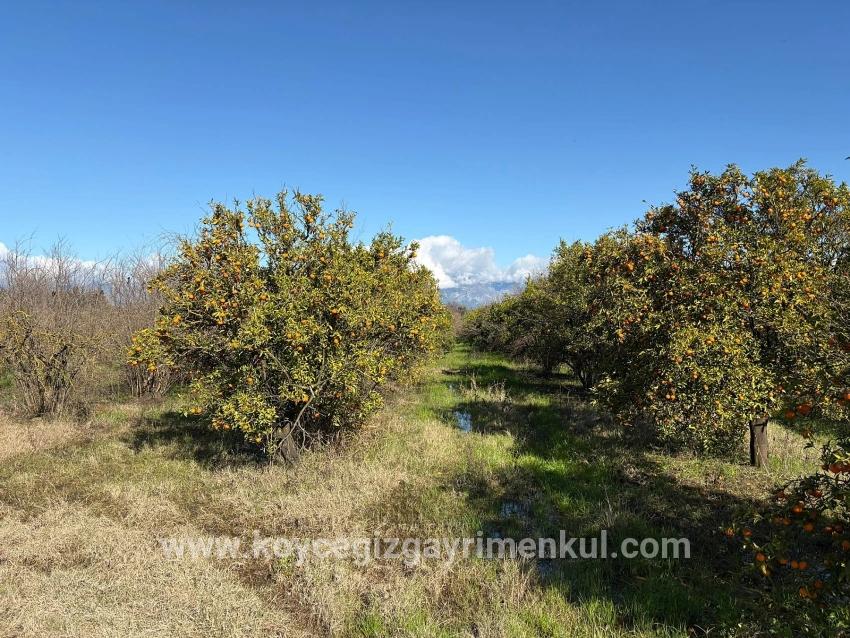 Feld Zu Verkaufen in Tepearası Bz. Ortaca - Weinberg & Garten-Zonierung - 23.000 m²