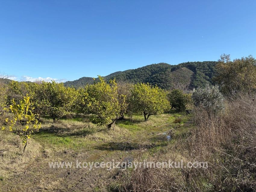 Feld Zu Verkaufen in Tepearası Bz. Ortaca - Weinberg & Garten-Zonierung - 23.000 m²