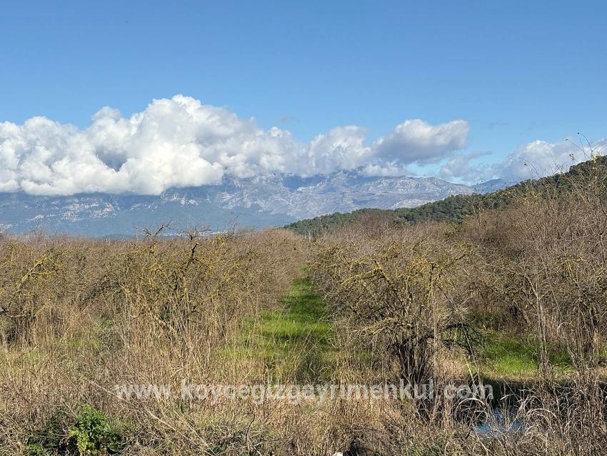 Feld Zu Verkaufen in Tepearası Bz. Ortaca - Weinberg & Garten-Zonierung - 23.000 m²