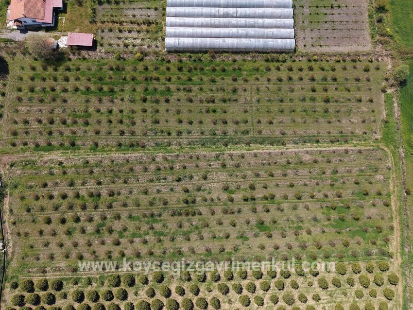 Feld Zu Verkaufen in Eskiköy Bz. Ortaca - Feld-Zonierung - 16.000 m²