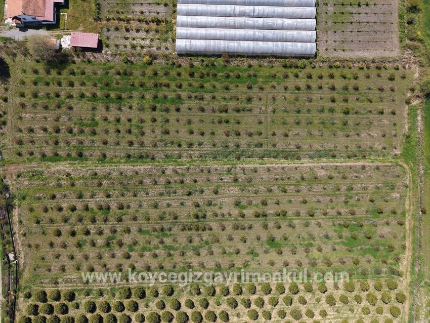 Feld Zu Verkaufen in Eskiköy Bz. Ortaca - Feld-Zonierung - 16.000 m²