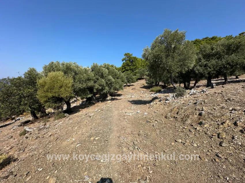 Field For Sale in Çandır Nbh. Köyceğiz - Field Zoned - 21.000 m²