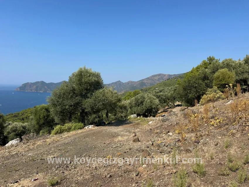 Field For Sale in Çandır Nbh. Köyceğiz - Field Zoned - 21.000 m²