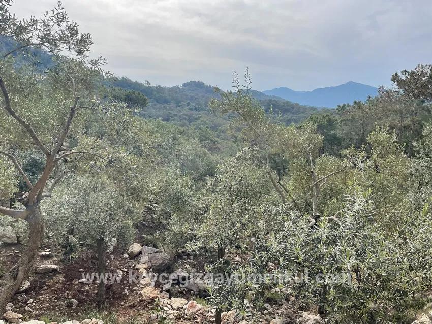 Field For Sale in Ekincik Nbh. Köyceğiz - Olive Zoned - 7.000 m²