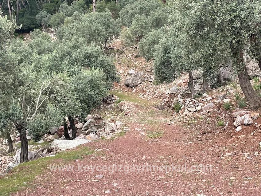 Field For Sale in Ekincik Nbh. Köyceğiz - Olive Zoned - 7.000 m²