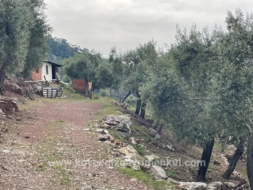 Field For Sale in Ekincik Nbh. Köyceğiz - Olive Zoned - 7.000 m²