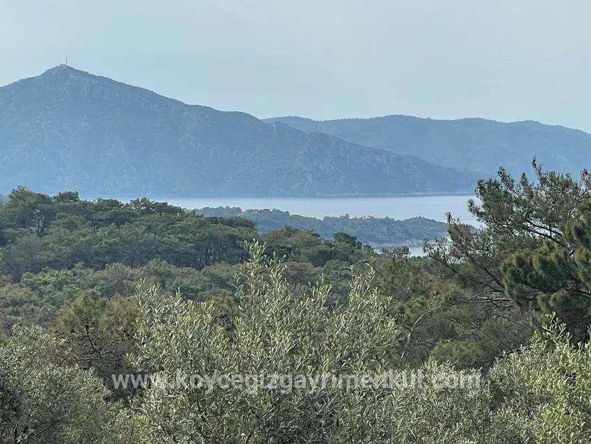 Field For Sale in Ekincik Nbh. Köyceğiz - Olive Zoned - 7.000 m²