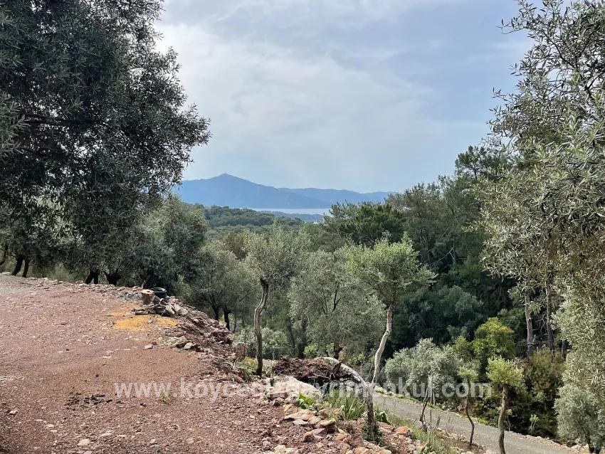 Field For Sale in Ekincik Nbh. Köyceğiz - Olive Zoned - 7.000 m²