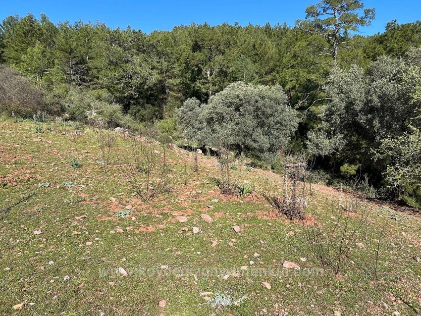 Land For Sale In Gökbel, Surrounded By Nature And Forest.