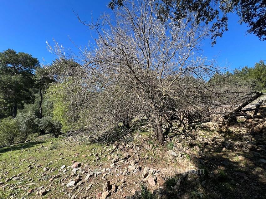 Land For Sale In Gökbel, Surrounded By Nature And Forest.