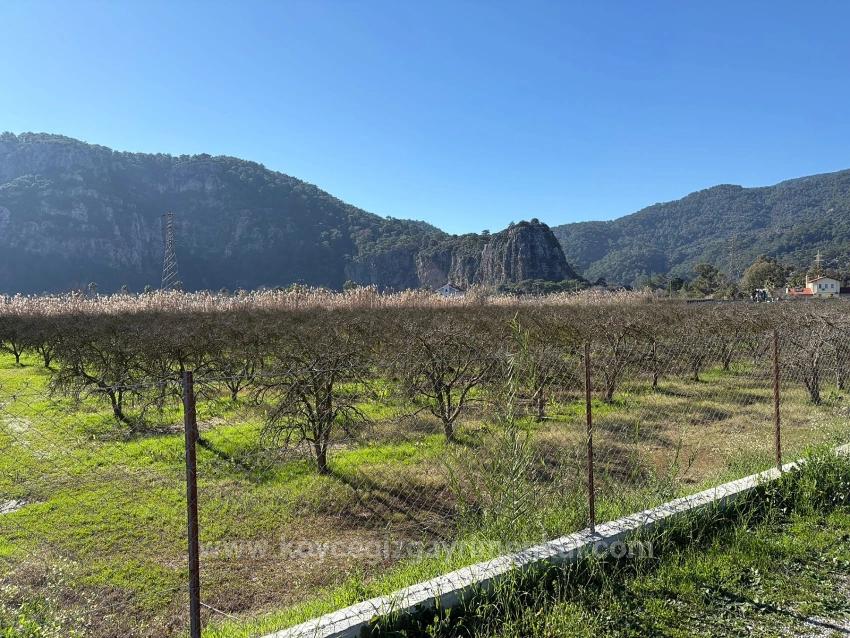 5985M2 Plot Of Land For Sale In Dalyan, Zoned For 5% Vineyard/Orchard Use.