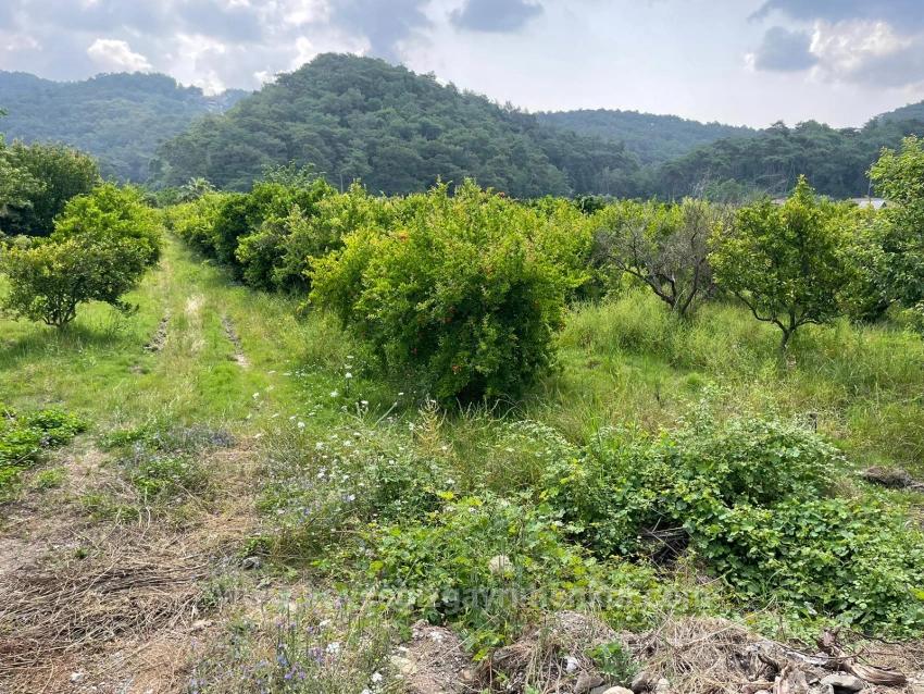 7800M2 Land For Sale In Gökbel, Next To Iztuzu Beach Road