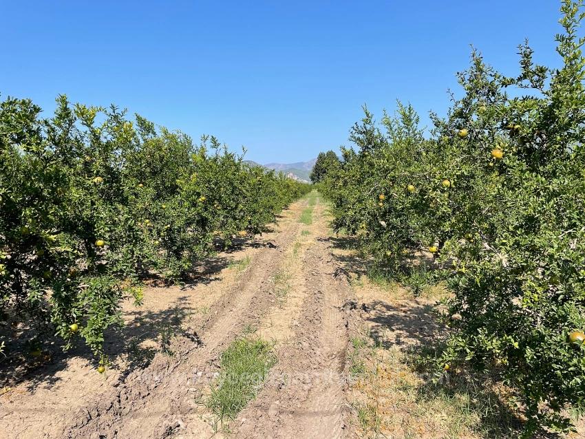 10,000 M² Pomegranate Orchard For Sale In Dalyan Arıkbaşı Gerendüzü Area.