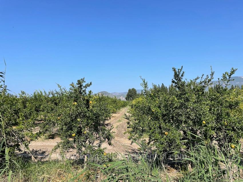 10,000 M² Pomegranate Orchard For Sale In Dalyan Arıkbaşı Gerendüzü Area.