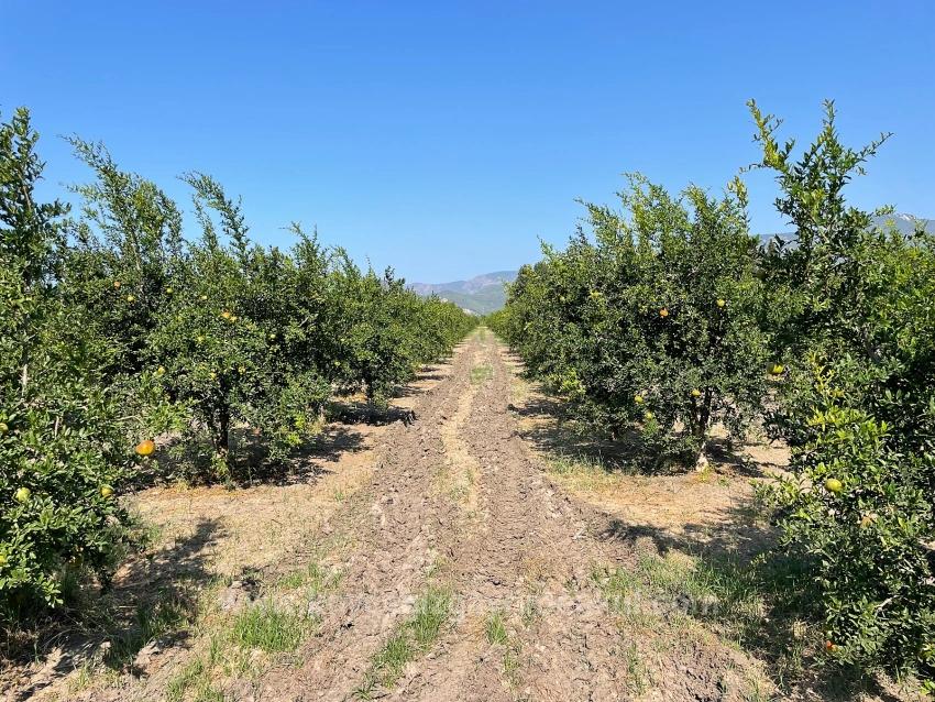 10,000 M² Pomegranate Orchard For Sale In Dalyan Arıkbaşı Gerendüzü Area.