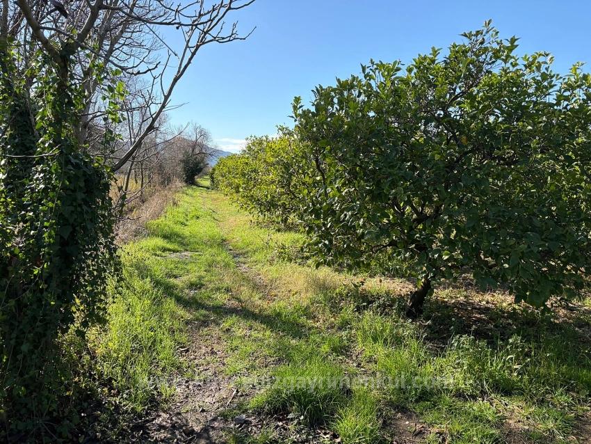 Lemon Orchard For Sale In Dalyan, 16,500 M²