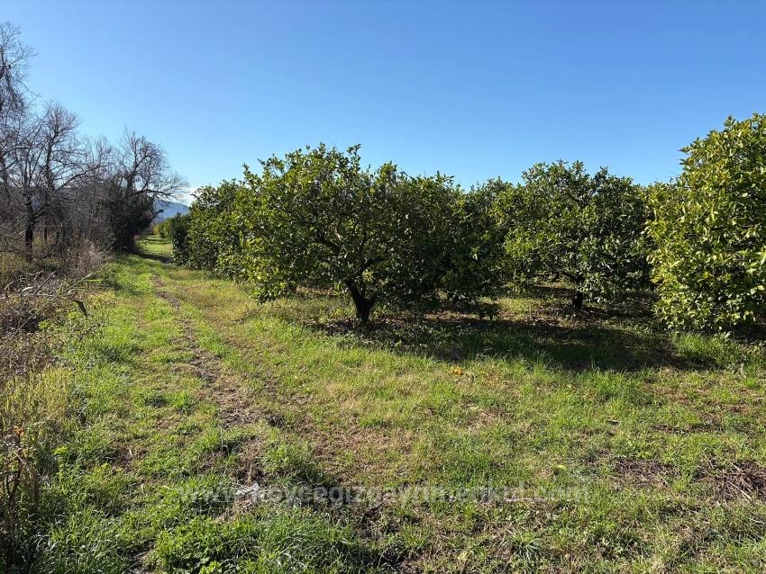 Lemon Orchard For Sale In Dalyan, 16,500 M²