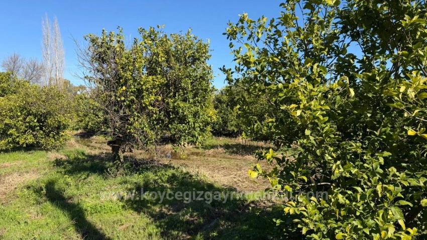 2.218M2 Land For Sale In Okçular Marmarlı