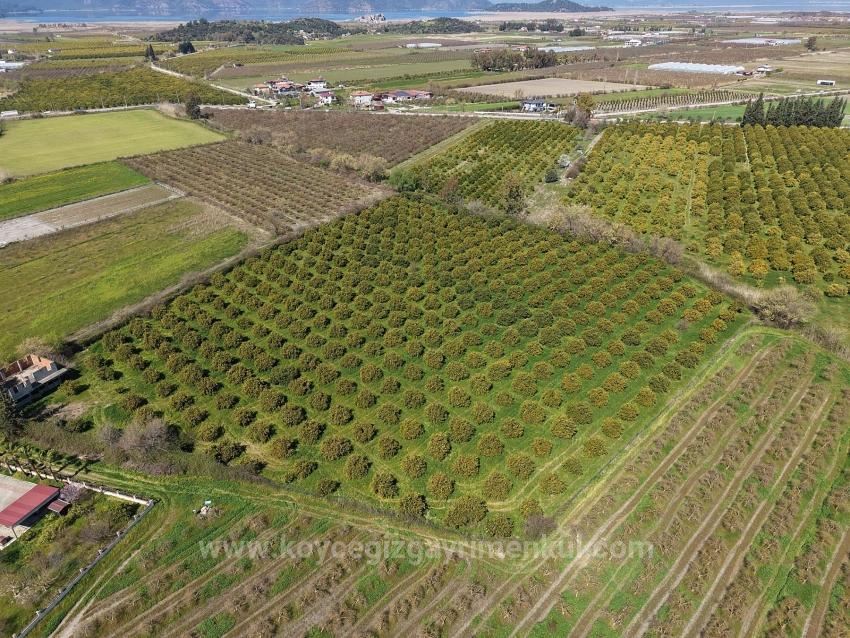 17.550M2 Vineyard-Bahce For Sale Close To Dalyan Center