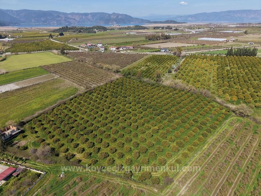 17.550M2 Vineyard-Bahce For Sale Close To Dalyan Center