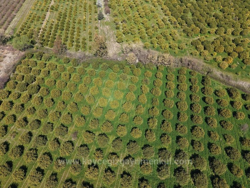 17.550M2 Vineyard-Bahce For Sale Close To Dalyan Center