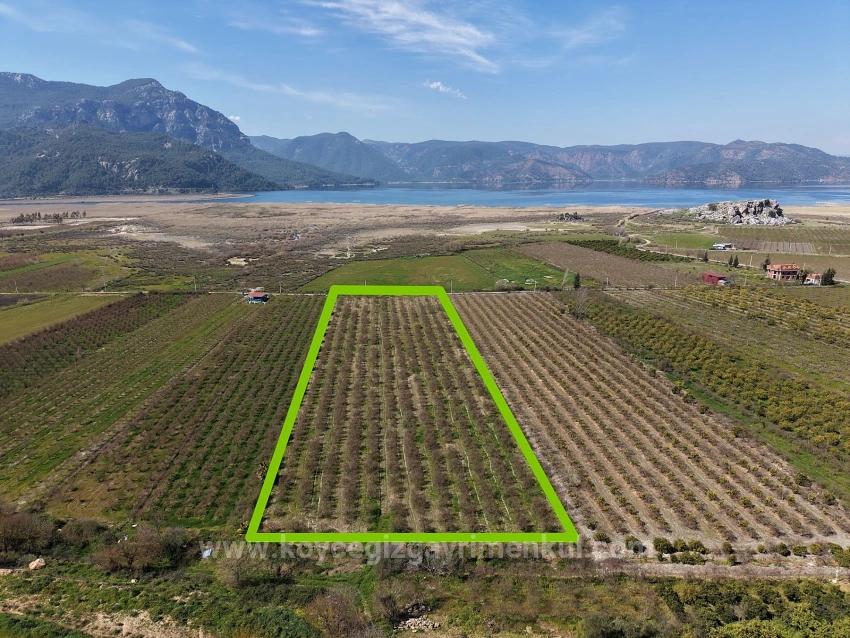 16.710M2 Pomegranate Garden For Sale With Lake View In Eskiköy