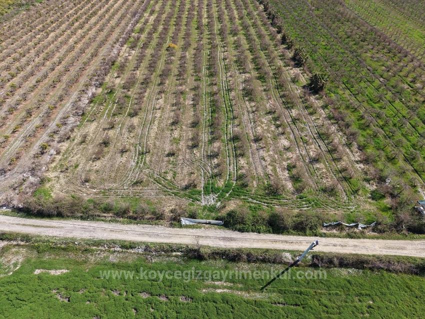 16.710M2 Pomegranate Garden For Sale With Lake View In Eskiköy