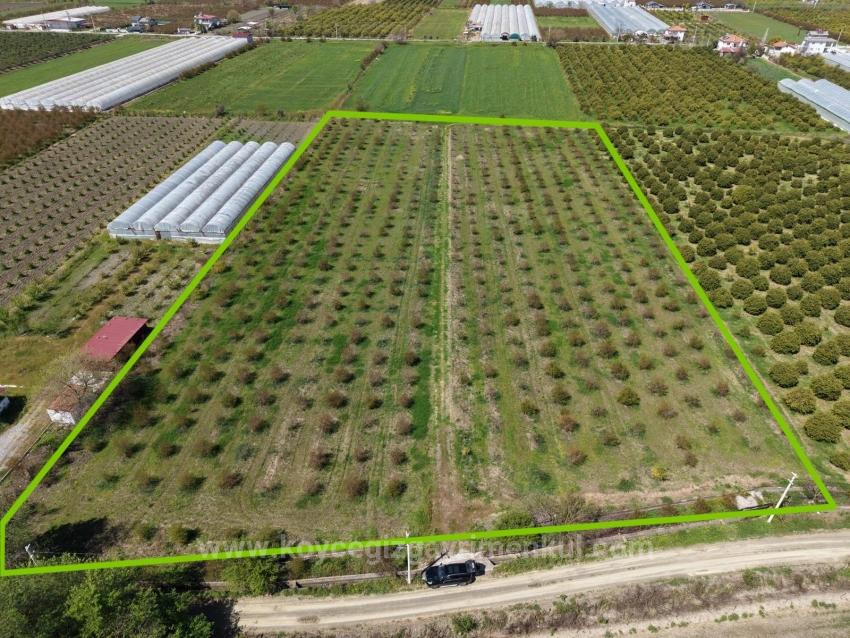 16,000 M² Pomegranate Orchard For Sale In Eskiköy