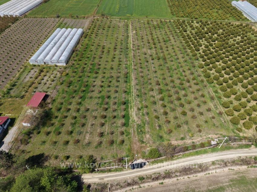 16,000 M² Pomegranate Orchard For Sale In Eskiköy