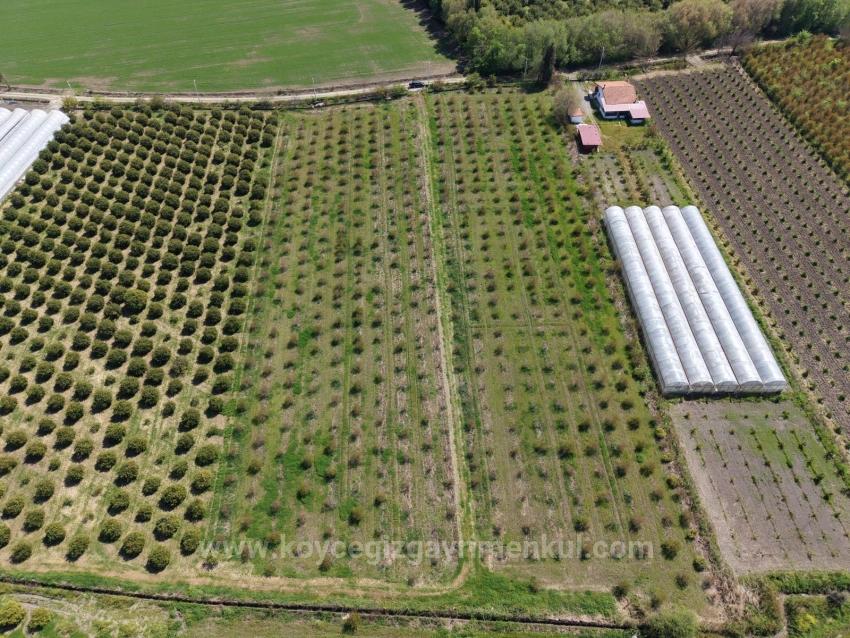 16,000 M² Pomegranate Orchard For Sale In Eskiköy