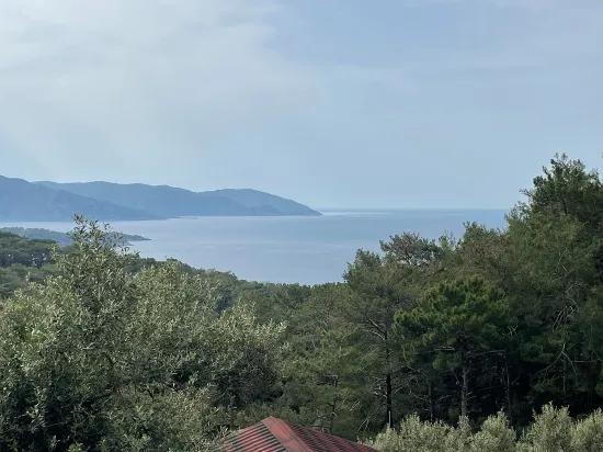 Köyceğiz Ekincik Sea View 7.000m2 2b For Sale Olive Grove