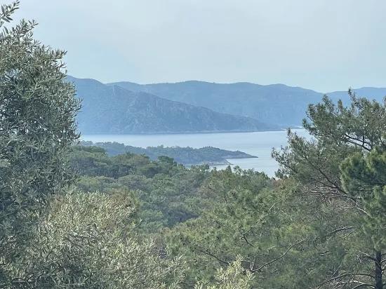 Köyceğiz Ekincik Sea View 7.000m2 2b For Sale Olive Grove