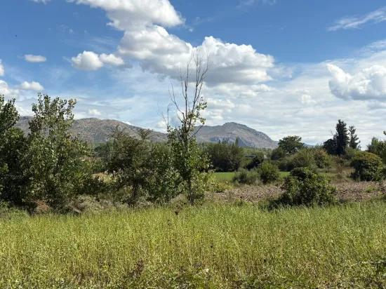 10.500 M2 Field For Sale In Köyceğiz Zeytinalanı