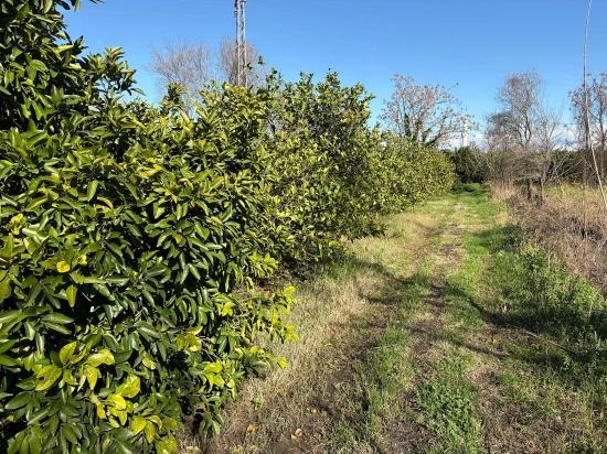 Lemon Orchard For Sale In Dalyan, 16,500 M²