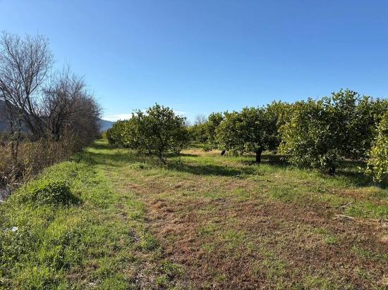 Lemon Orchard For Sale In Dalyan, 16,500 M²