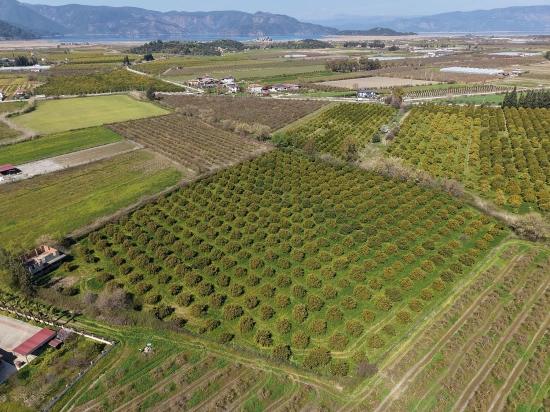 17.550M2 Vineyard-Bahce For Sale Close To Dalyan Center