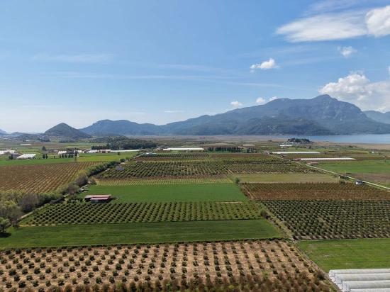 16,000 M² Pomegranate Orchard For Sale In Eskiköy