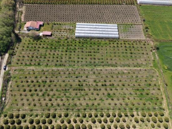 16,000 M² Pomegranate Orchard For Sale In Eskiköy