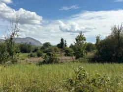 Field For Sale in Zeytinalanı Nbh. Köyceğiz - Field Zoned - 10.500 m²